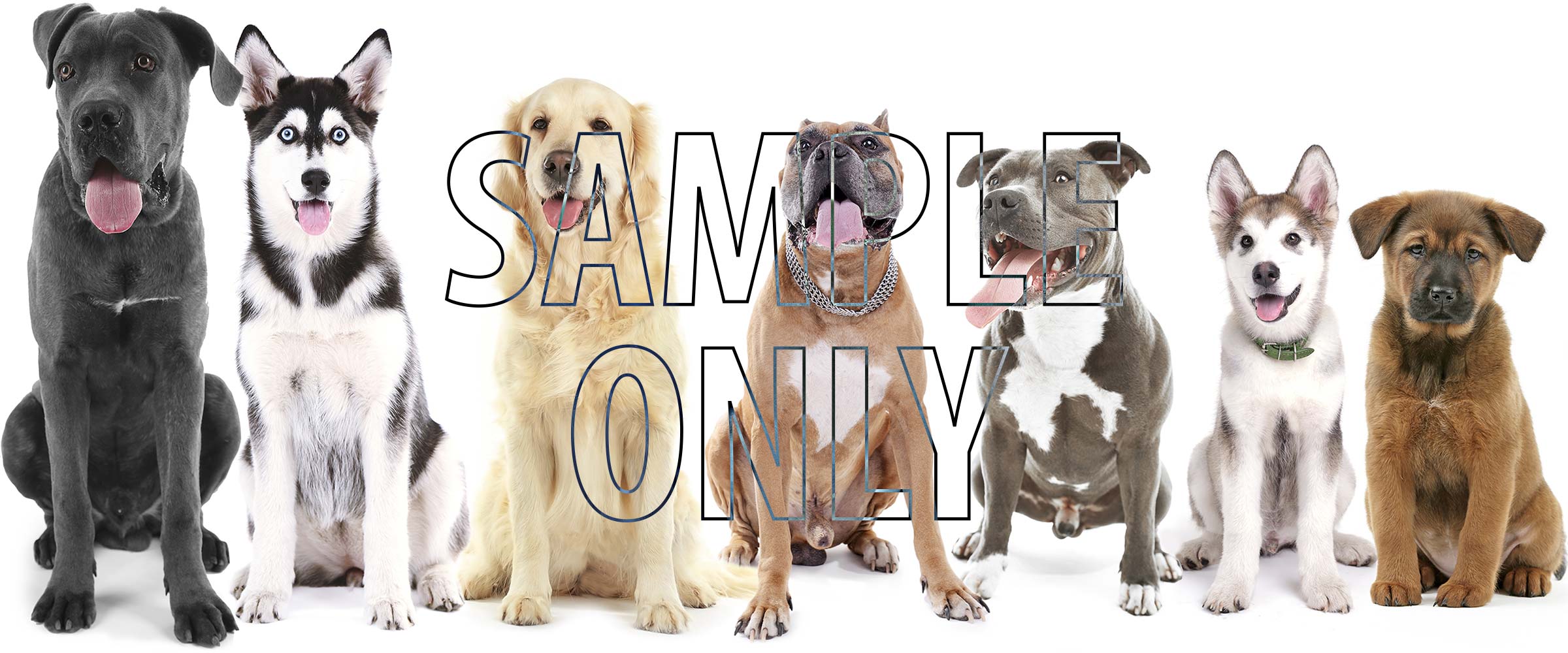 Dog Sitting Quote Template Quotient