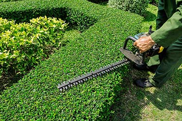 Hedge trimming service