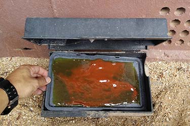 Glue box trap installation at property during pest control extermination job