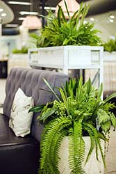 Lush ferns and pot plants decorate modern office
