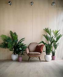 Leafy pot plants in attractive pots bring life to rustic waiting area
