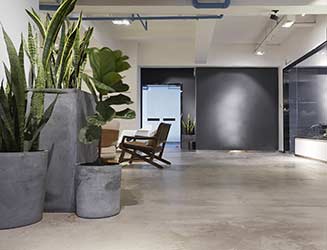 Fiddle leaf figs and sansevieria in large fashionable concrete pots in industrial office