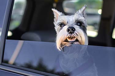 Keep your pets cool with vehicle tints